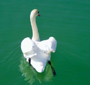 Schwan von hinten in grünem Wasser