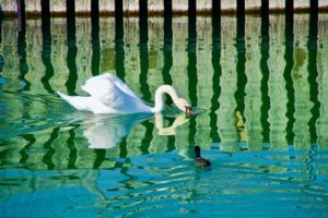 Weiße Schwan im Wasser, taucht den Schnabel unter, Der Bodensee spiegelt sehr schöne grün und blau Muster